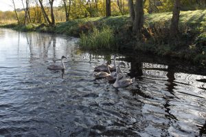 Cygnets on the Forth & Clyde Canal
